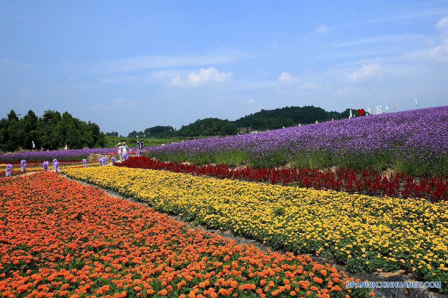 La gente visitó un jardín de lavanda en el distrito Fenghuang, en la prefectura autónoma TujiaMiao de Xiangxi, en la provincia central china de Hunan el 20 de julio. 