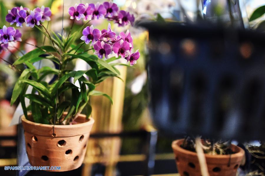 Tailandia: Exhiben más que 120 tipos de orquídeas en Bangkok