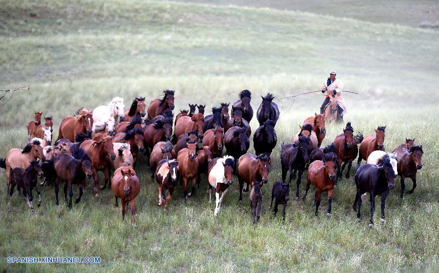 Fotos de caballos en praderas en Condado Baoligen de Xilinhot