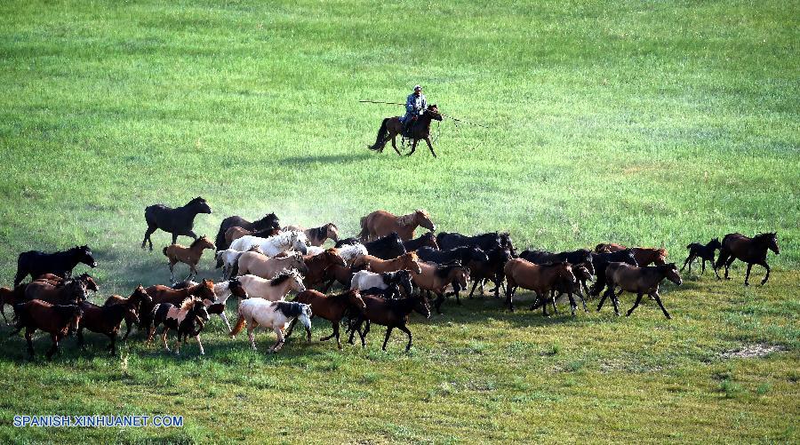 Fotos de caballos en praderas en Condado Baoligen de Xilinhot