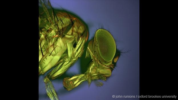 Mundo increíble bajo microscopio