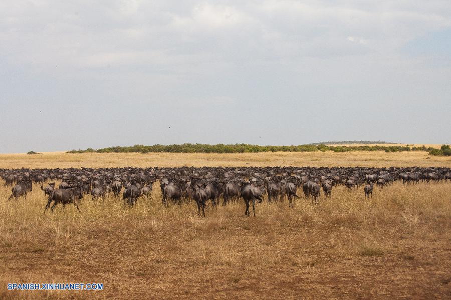 Ñus en Parque Nacional de Masai Mara