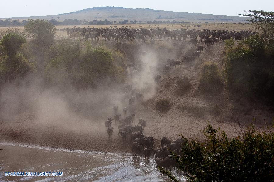 Ñus en Parque Nacional de Masai Mara