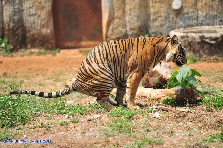 Día Internacional de Tigre