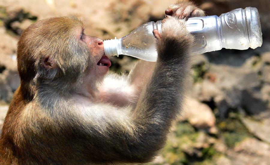 Un mono bebía agua de una botella en el parque zoo de Wangcheng en la ciudad de Luoyang, en la provincia central china de Henan el 28 de julio.  