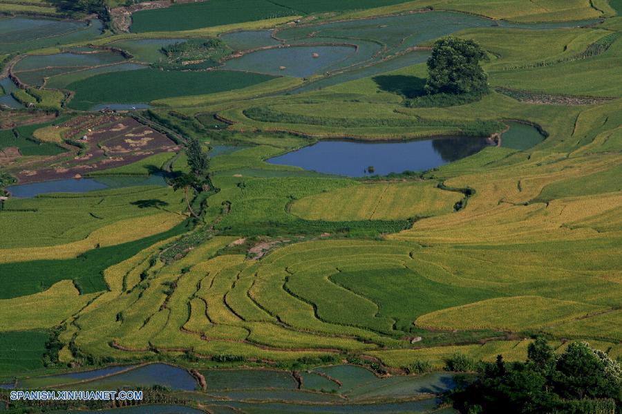 Guangxi: Arrozal en Longshui de Condado Quanzhou