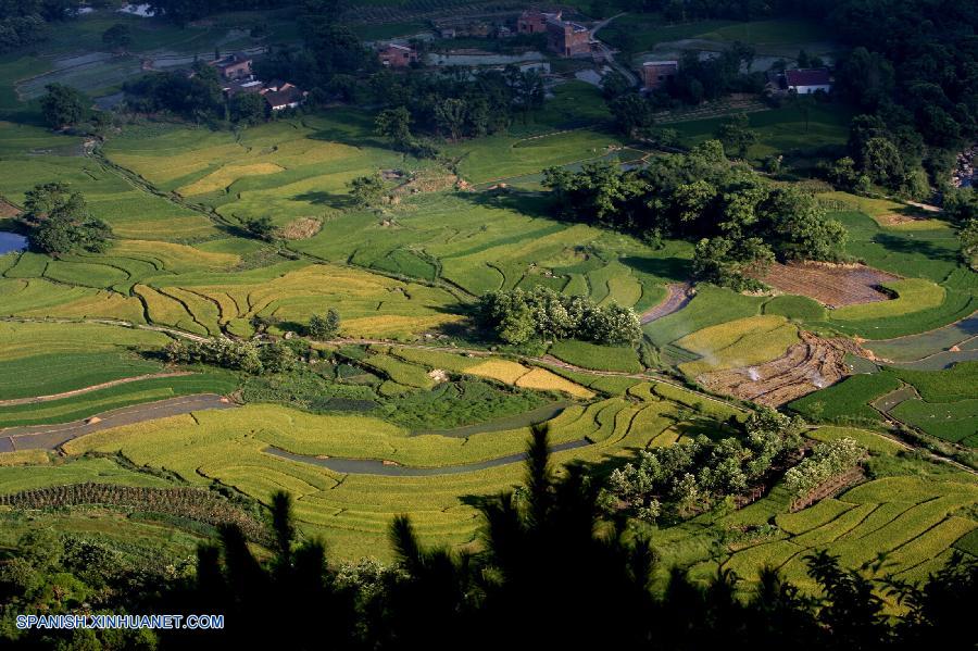 Guangxi: Arrozal en Longshui de Condado Quanzhou