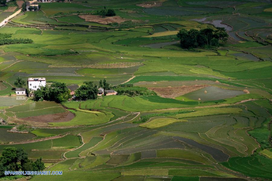 Guangxi: Arrozal en Longshui de Condado Quanzhou