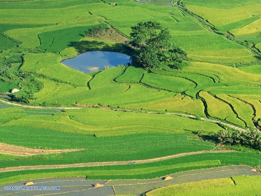 Guangxi: Arrozal en Longshui de Condado Quanzhou