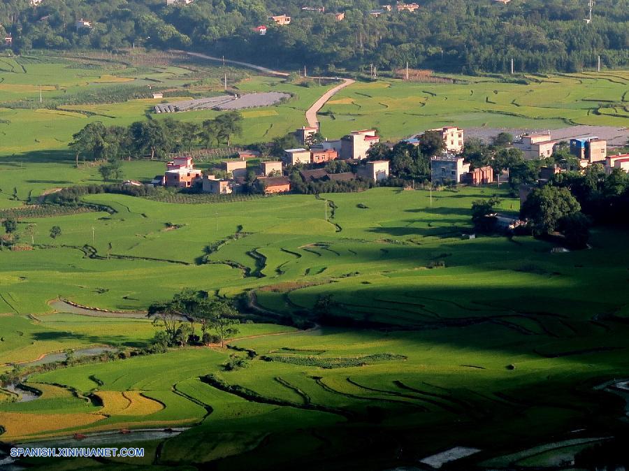 Guangxi: Arrozal en Longshui de Condado Quanzhou