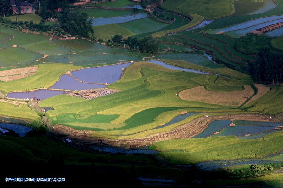 Guangxi: Arrozal en Longshui de Condado Quanzhou