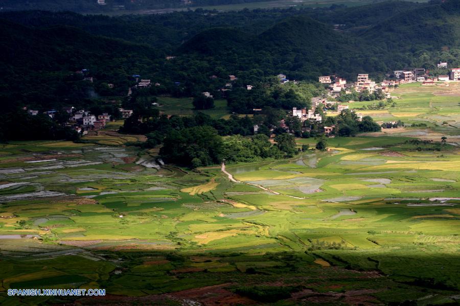 Guangxi: Arrozal en Longshui de Condado Quanzhou