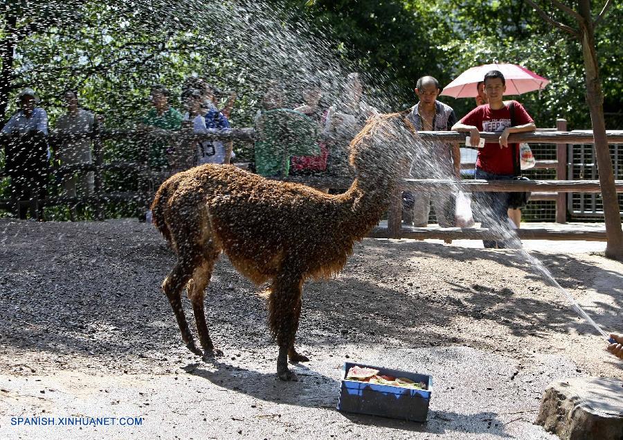 Chongqing: Animales en verano