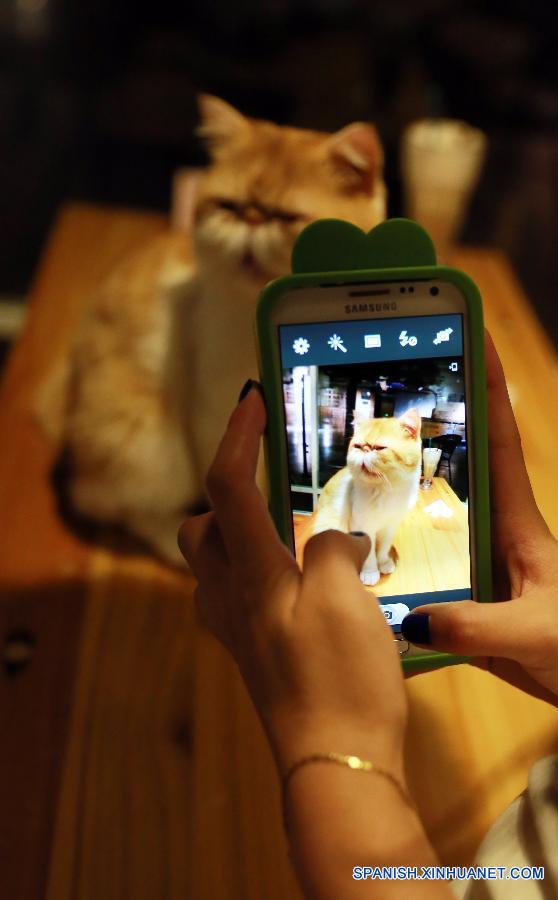 Una cliente tomó foto de un gato en unacafetería con temática de gatos en Shenyang, capital de la provincia nororiental china de Liaoning el pasado 5 de agosto.