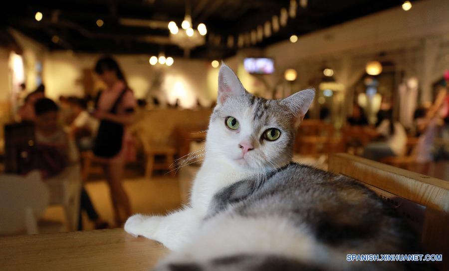 La foto tomada el pasado 5 de agosto muestra un gato que estaba tendido sobre una mesa en una cafetería con temática de gatos en Shenyang, capital de la provincia nororiental china de Liaoning.