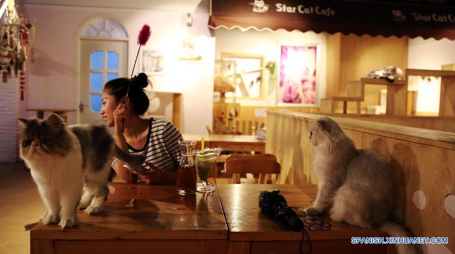 Una chica disfrutaba de la compañia de gatos en una cafetería con temática de gatos en Shenyang, capital de la provincia nororiental china de Liaoning el 5 de agosto.