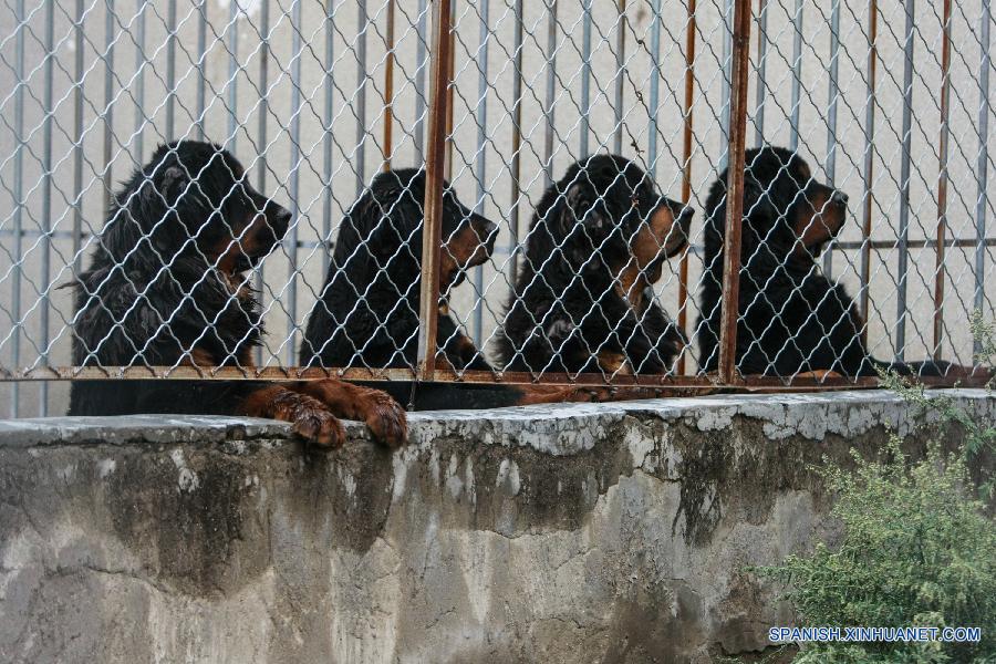 CHINA-TIBET-MASTIFF-BREEDING CENTER (CN)