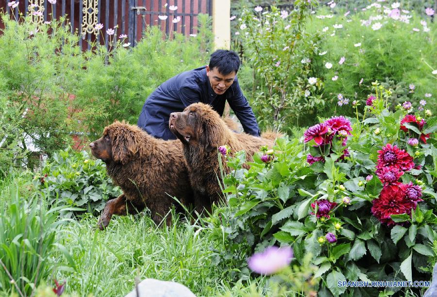 CHINA-TIBET-MASTIFF-BREEDING CENTER (CN)
