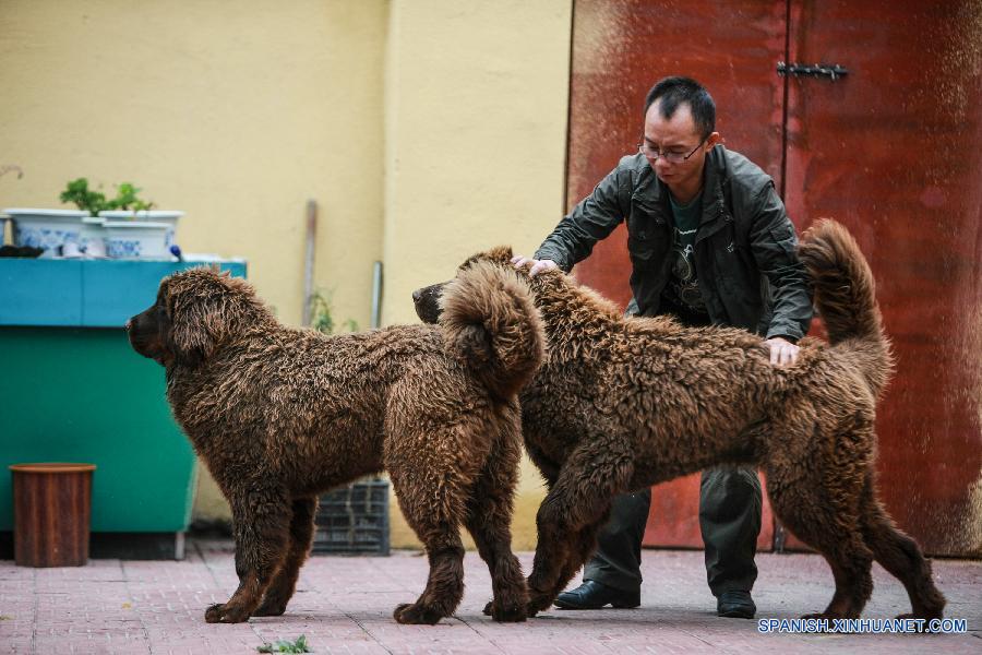 CHINA-TIBET-MASTIFF-BREEDING CENTER (CN)