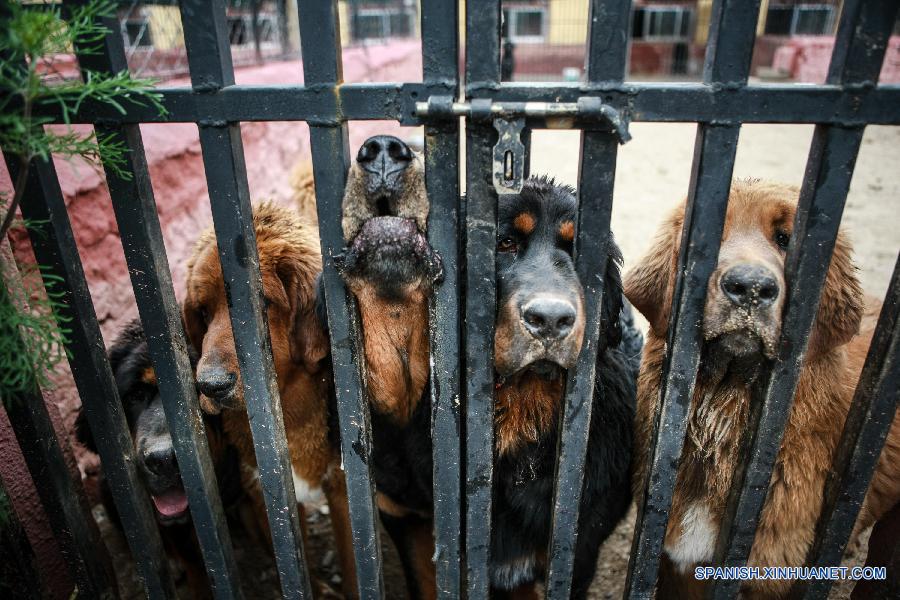 CHINA-TIBET-MASTIFF-BREEDING CENTER (CN)