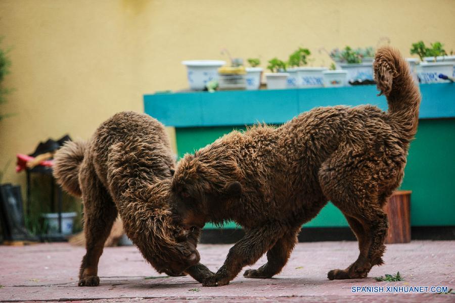 CHINA-TIBET-MASTIFF-BREEDING CENTER (CN)