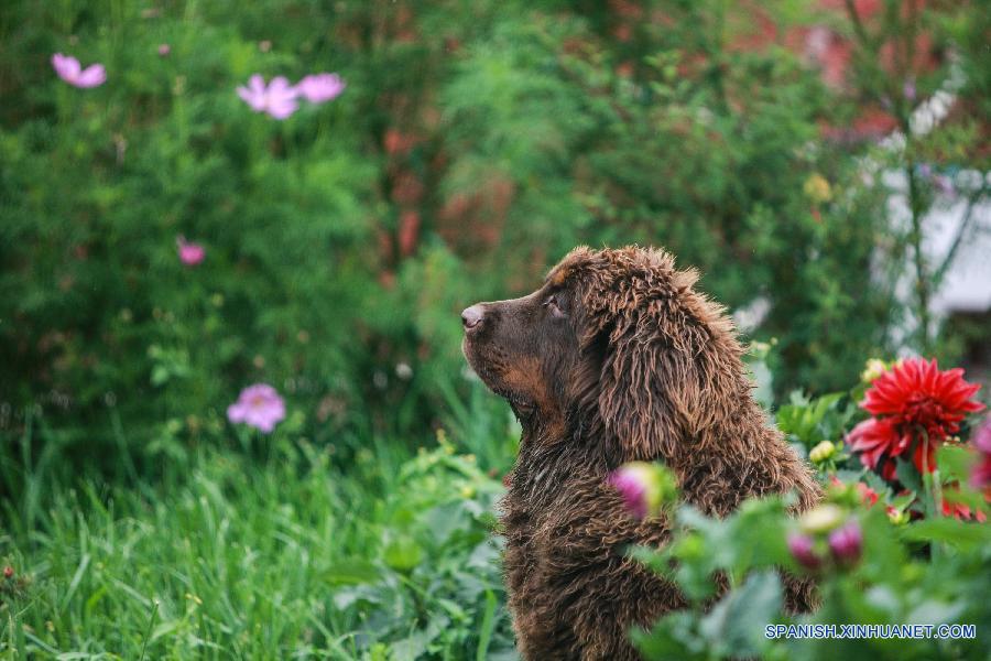 CHINA-TIBET-MASTIFF-BREEDING CENTER (CN)