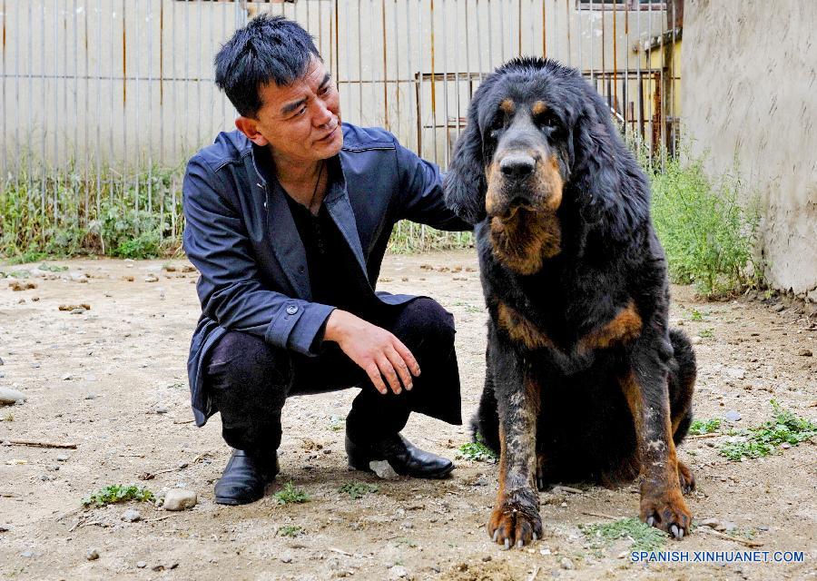CHINA-TIBET-MASTIFF-BREEDING CENTER (CN)