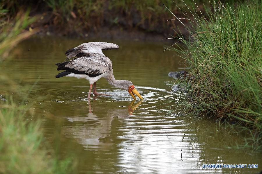 Una cigüeña amarilla buscanba alimento en una alberca de la Reserva Nacional de Masai Mara de Kenia el 15 de agosto de 2015.