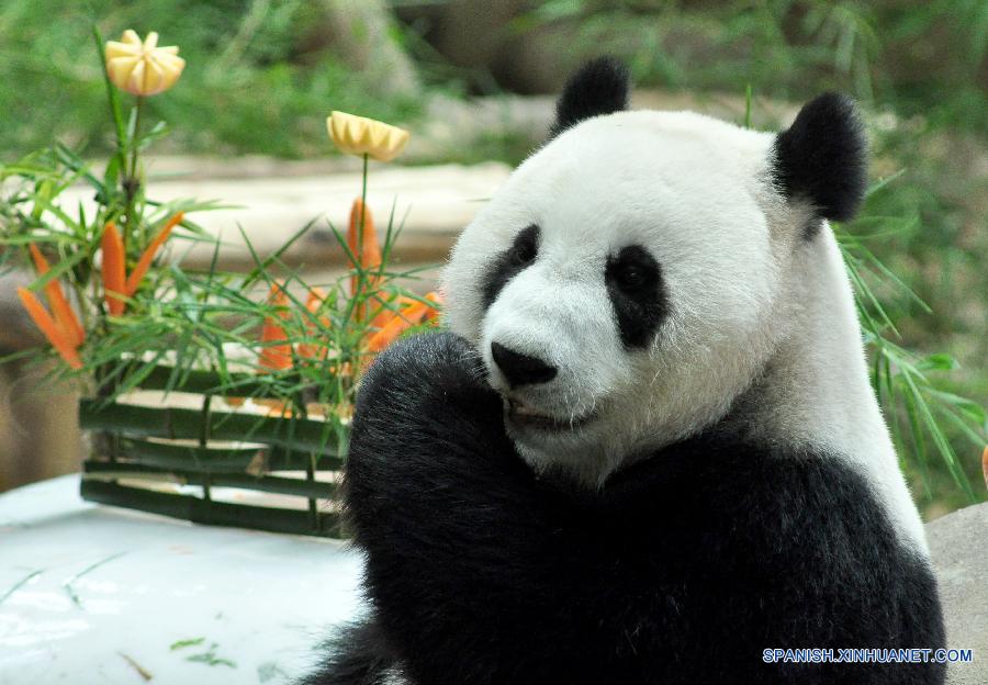 La foto tomada el 23 de agosto de 2014 muestra la panda femenina Liang Liang en su fiesta de cumpleaños en el zoo nacional en Kuala Lumpur. Liang Liang, una panda gigante de China, dio a luz a un cachorro en Malasia.Liang Liang, junto con un panda gigante macho Xing Xing, arribaron a Malasia en 2014 por un préstamo de diez años.