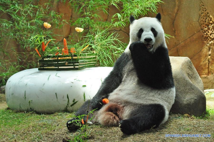 carpeta Baño Shetland Nace oso panda gigante en Kuala Lumpur | Spanish.xinhuanet.com