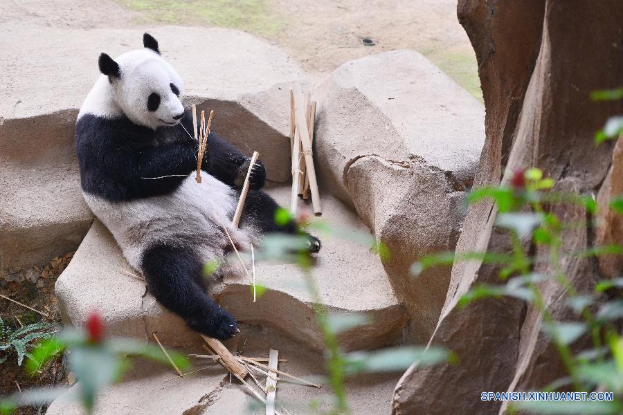 La foto tomada el 23 de agosto de 2014 muestra la panda femenina Liang Liang en su fiesta de cumpleaños en el zoo nacional en Kuala Lumpur. Liang Liang, una panda gigante de China, dio a luz a un cachorro en Malasia.Liang Liang, junto con un panda gigante macho Xing Xing, arribaron a Malasia en 2014 por un préstamo de diez años.