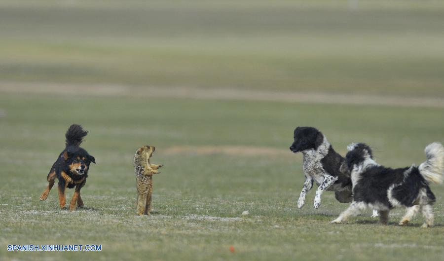 Perros en Tíbet