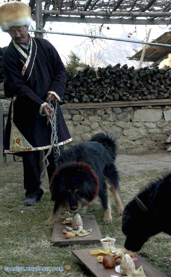 Perros en Tíbet