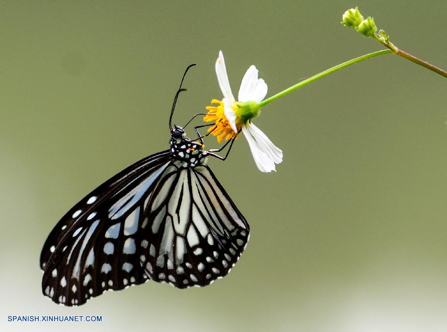 La belleza de la naturaleza: Mariposas y flores