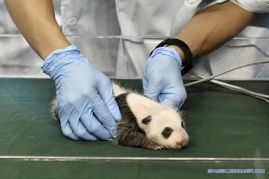 La foto tomada el primero de spetiembre de 2015 muestra a un cachorro de panda gigante en el Parque Chimelong Safari en Guangzhou, de la provincia meridional china de Guangdong. El cachorro que nació el pasado 9 de agosto, es el quinto panda gigante recién nacido en el parque en los últimos tres años.   