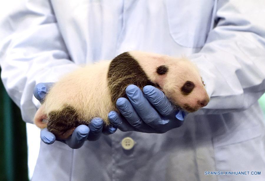 La foto tomada el primero de spetiembre de 2015 muestra a un cachorro de panda gigante en el Parque Chimelong Safari en Guangzhou, de la provincia meridional china de Guangdong. El cachorro que nació el pasado 9 de agosto, es el quinto panda gigante recién nacido en el parque en los últimos tres años.   