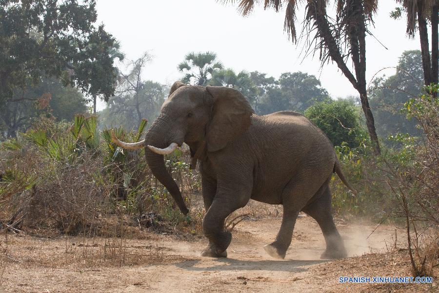 Un elefante fue visto en el Parque Nacional Gonarezhou, en el sureste de Zimbabwe, el pasado 2 de septiembre de este año. El parque, de una área de 5.000 kilómetros cuadrados, es el segundo parque nacional más grande del país y forma parte del Parque Transfrontier Greater Limpopo, uno de los áreas de Consevación más grandes del mundo.Gonarezhou, que se traduce como el 'lugar de elefantes' en lengua local de Shona, también cuenta con la densidad de populación de elefante más alta del mundo, 2 elefantes por kilómetros cuadrados y una total populación estimada de elefante de 11.000.  