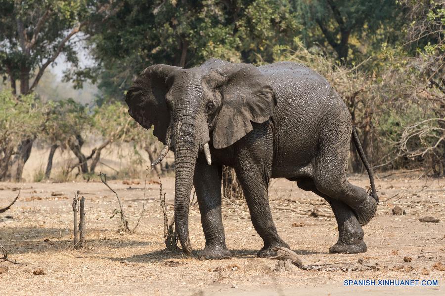 Un elefante fue visto en el Parque Nacional Gonarezhou, en el sureste de Zimbabwe, el pasado 2 de septiembre de este año. El parque, de una área de 5.000 kilómetros cuadrados, es el segundo parque nacional más grande del país y forma parte del Parque Transfrontier Greater Limpopo, uno de los áreas de Consevación más grandes del mundo.Gonarezhou, que se traduce como el 'lugar de elefantes' en lengua local de Shona, también cuenta con la densidad de populación de elefante más alta del mundo, 2 elefantes por kilómetros cuadrados y una total populación estimada de elefante de 11.000.  