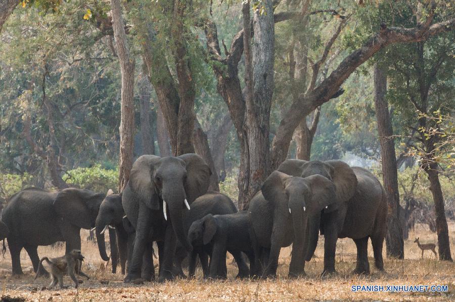 Elefantes fueron vistos en el Parque Nacional Gonarezhou, en el sureste de Zimbabwe, el pasado 2 de septiembre de este año. El parque, de una área de 5.000 kilómetros cuadrados, es el segundo parque nacional más grande del país y forma parte del Parque Transfrontier Greater Limpopo, uno de los áreas de Consevación más grandes del mundo.Gonarezhou, que se traduce como el 'lugar de elefantes' en lengua local de Shona, también cuenta con la densidad de populación de elefante más alta del mundo, 2 elefantes por kilómetros cuadrados y una total populación estimada de elefante de 11.000.  