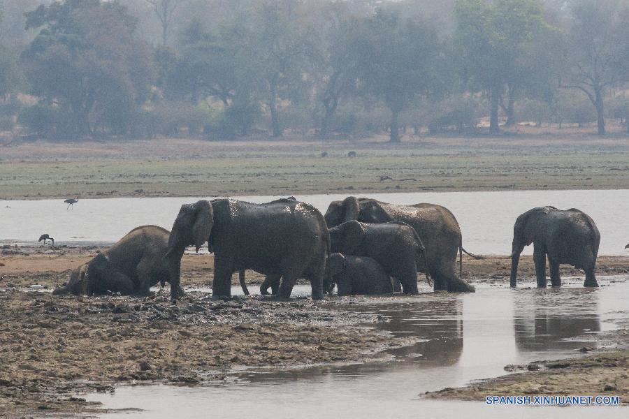 Elefantes fueron vistos en el Parque Nacional Gonarezhou, en el sureste de Zimbabwe, el pasado 2 de septiembre de este año. El parque, de una área de 5.000 kilómetros cuadrados, es el segundo parque nacional más grande del país y forma parte del Parque Transfrontier Greater Limpopo, uno de los áreas de Consevación más grandes del mundo.Gonarezhou, que se traduce como el 'lugar de elefantes' en lengua local de Shona, también cuenta con la densidad de populación de elefante más alta del mundo, 2 elefantes por kilómetros cuadrados y una total populación estimada de elefante de 11.000.  