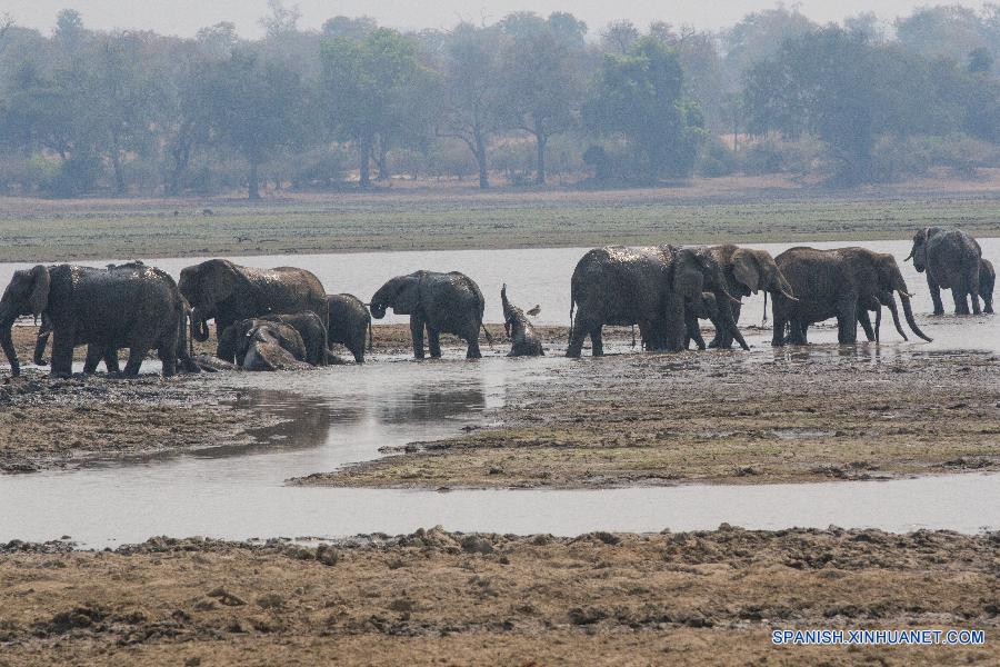 Elefantes fueron vistos en el Parque Nacional Gonarezhou, en el sureste de Zimbabwe, el pasado 2 de septiembre de este año. El parque, de una área de 5.000 kilómetros cuadrados, es el segundo parque nacional más grande del país y forma parte del Parque Transfrontier Greater Limpopo, uno de los áreas de Consevación más grandes del mundo.Gonarezhou, que se traduce como el 'lugar de elefantes' en lengua local de Shona, también cuenta con la densidad de populación de elefante más alta del mundo, 2 elefantes por kilómetros cuadrados y una total populación estimada de elefante de 11.000.  