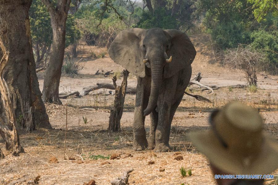 Elefantes fueron vistos en el Parque Nacional Gonarezhou, en el sureste de Zimbabwe, el pasado 2 de septiembre de este año. El parque, de una área de 5.000 kilómetros cuadrados, es el segundo parque nacional más grande del país y forma parte del Parque Transfrontier Greater Limpopo, uno de los áreas de Consevación más grandes del mundo.Gonarezhou, que se traduce como el 'lugar de elefantes' en lengua local de Shona, también cuenta con la densidad de populación de elefante más alta del mundo, 2 elefantes por kilómetros cuadrados y una total populación estimada de elefante de 11.000.  