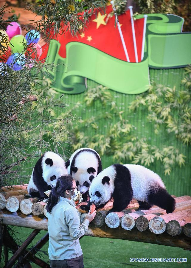 La foto muestra tres cachorros de panda gigente en el parque Safari Chimelong  en Guangzhou, en la provincia meridional china de Guangdong el 28 de septiembre de 2015. Los recién nacidos participaron en una actividad de celebración para el inminente Día Nacional. 