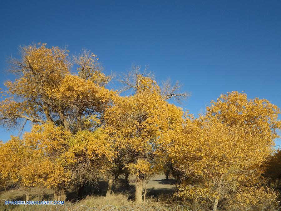 Mongolia Interior: Bello paisaje de boque de chopo de elche en Bandera de Ejina