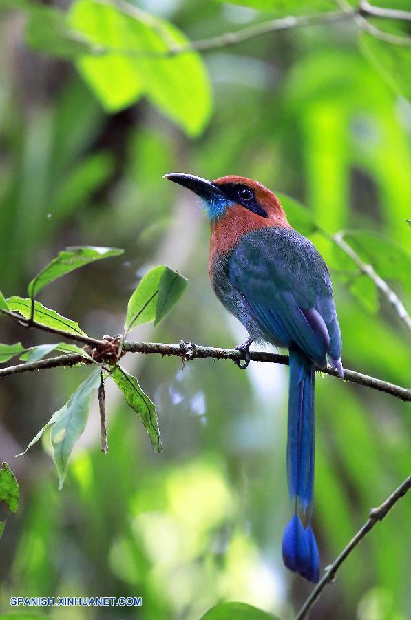 Costa Rica: Parque nacional Volcán Arenal