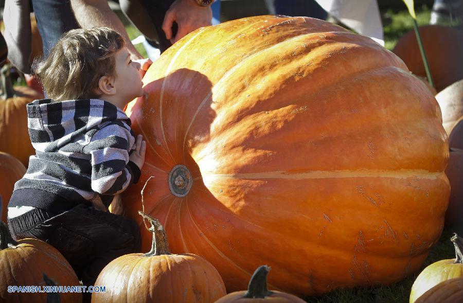 Canadá: Celebran Festival de la Calabaza en Vancouver