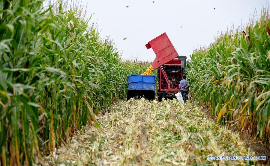 Recogen ma&iacute;z en el campo del pueblo Wumaying, en la provincia china de Hebei.