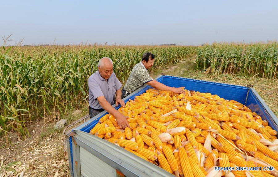 Recogen ma&iacute;z en el campo del pueblo Wumaying, en la provincia china de Hebei.