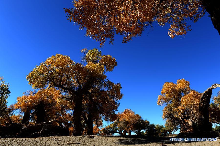 Foto tomada el 8 de octubre muestra el desierto de bosque de populus en la Bandera de Ejina, en la región autónoma de Mongolia Interior en el norte de China.