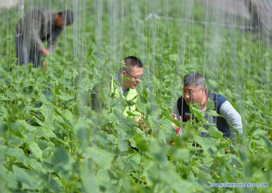 La primera plataforma de suministro y venta de verduras fue establecida el pasado julio en la ciudad de Hohhot, capital de la región autónoma de Mongolia Interior, norte de China, por la cual los ciudadanos pueden hacer órdenes y seguir los procesos de plantación, empaque, y transporte de los vegetales. La plataforma proporciona verduras a más de 20 mil familias de la ciudad. 